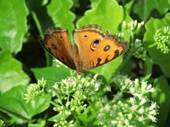 Close-up of butterfly pollinating flower