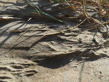 Close-up of lizard on sand at beach