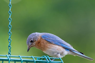 Close-up of a bird