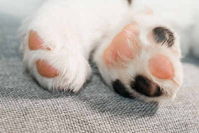 Close-up of a cat on bed