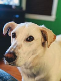 Close-up portrait of dog