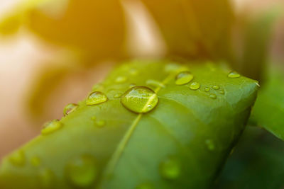 Close-up of water drops on leaf