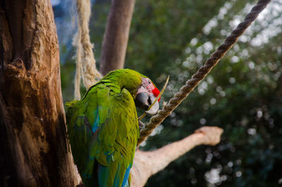 Low angle view of parrot perching on tree