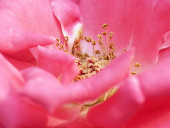 Macro shot of pink rose flower