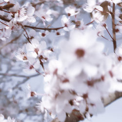 Close-up of white cherry blossom tree