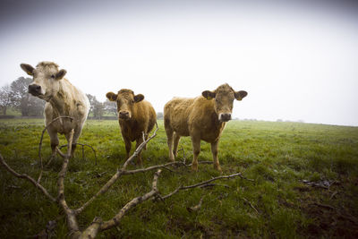 Sheep standing in a field