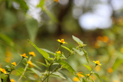 Close-up of yellow flowering plant leaves