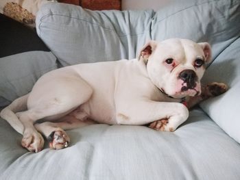 Dog looking away while lying on sofa