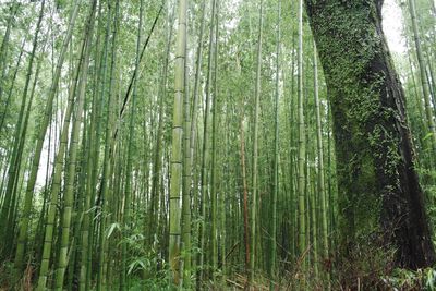 View of bamboo trees in forest