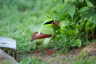 Bird perching on a plant