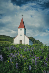 Purple flowering plants by building against sky