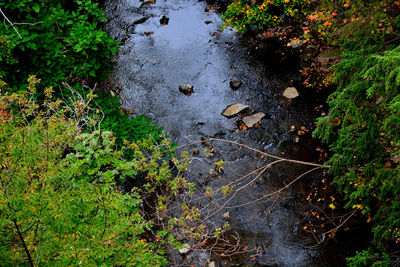 High angle view of wet trees in forest