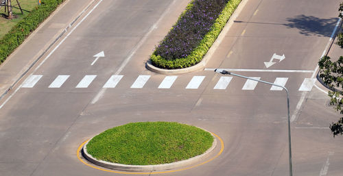 High angle view of green plants on road