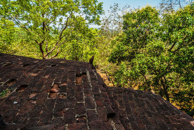 View of an animal on land