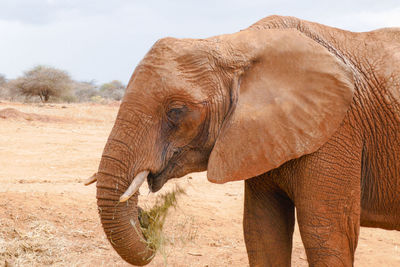 Close up of an african elephant - loxodonta africana at a conservancy in nanyuki, kenya