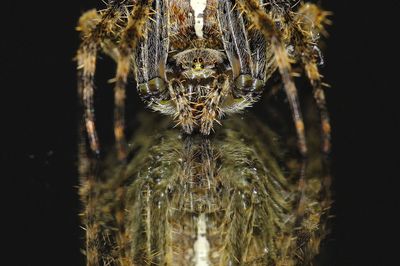 Close-up of spider