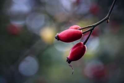 Close-up of cherries on tree