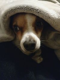 Close-up portrait of a dog