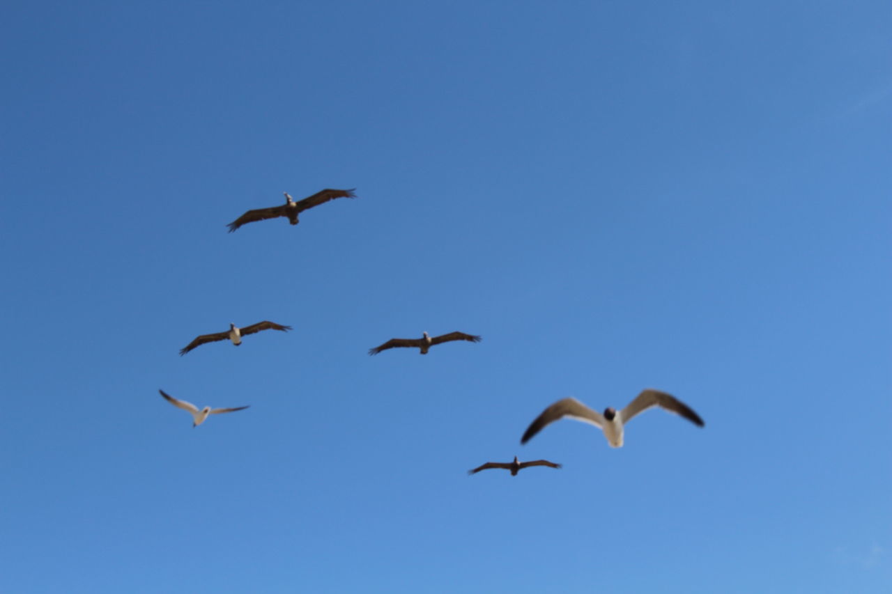 LOW ANGLE VIEW OF BIRD FLYING OVER BLUE SKY