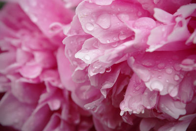 Close-up of wet pink rose blooming outdoors