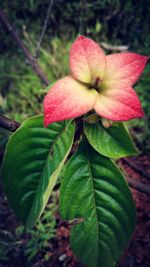 Close-up of pink flower