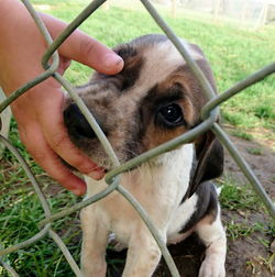 Close-up of dog