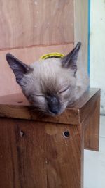 Close-up of a cat resting on wood