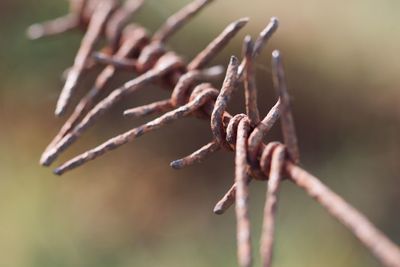 Close-up of barbed wire on plant