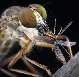 Close-up of insect