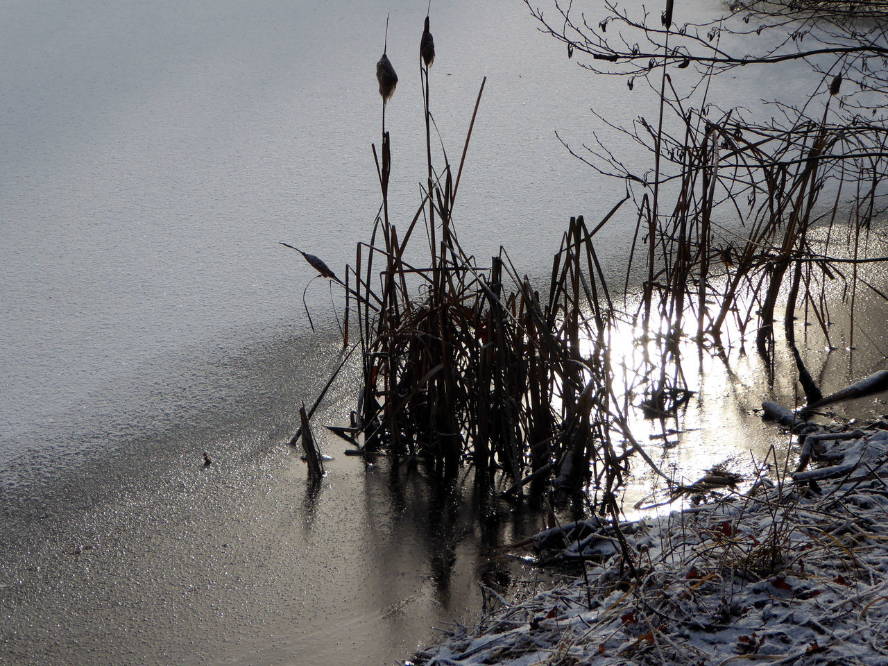 water, reflection, nature, tree, sky, lake, no people, beauty in nature, outdoors, sunset, waterfront, tranquility, day