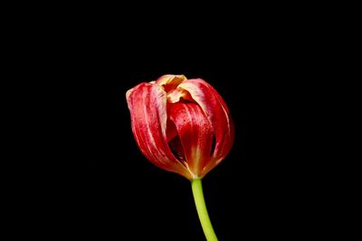 Close-up of red flower