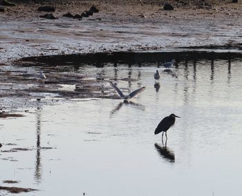 View of birds in lake