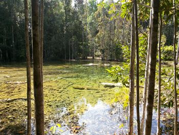 Scenic view of forest