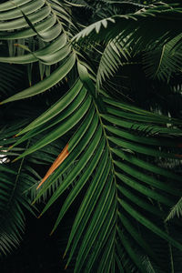 Full frame shot of green leaves