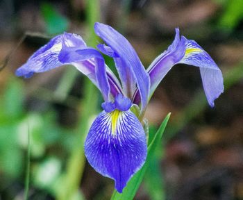Close-up of purple flowers blooming outdoors