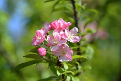 Close-up of pink flowering plant