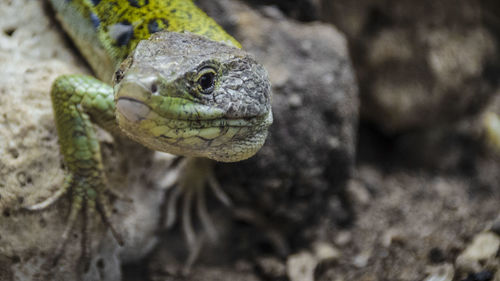 Close-up of snake