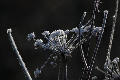 Close-up of frozen plant