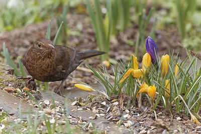 Close-up of birds on field