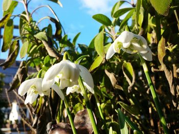 Low angle view of white flowers against sky