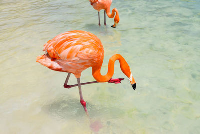 View of bird in lake