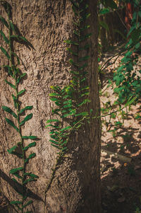 Close-up of tree trunk in forest