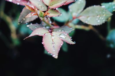 Close-up of pink flowers