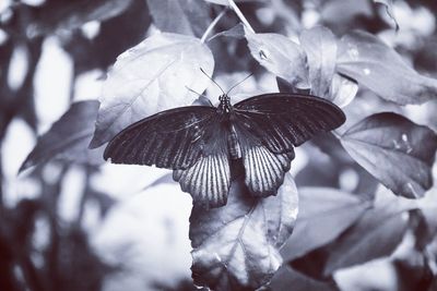 Close-up of insect on leaf
