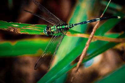 Close-up of dragonfly on blade of grass