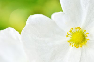 Close-up of white flower