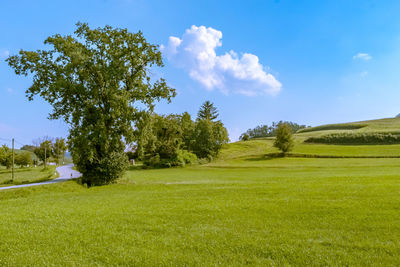 Trees on field against sky
