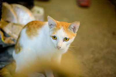 Close-up portrait of a cat