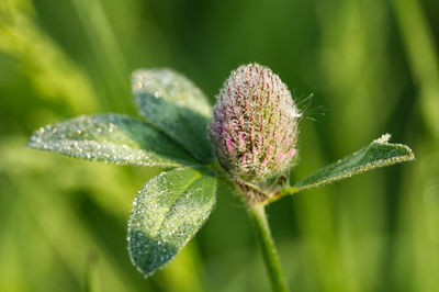 Close-up of white flower plant