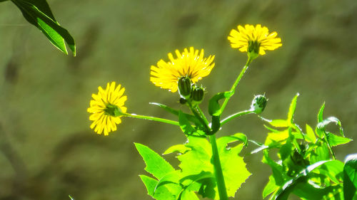 Close-up of yellow flowering plant